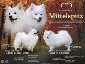 4 Mittelspitz til salg på købhund.dk