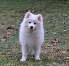 4 Mittelspitz til salg på købhund.dk