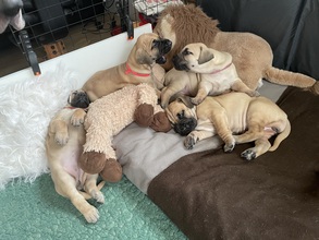 4 Grand Danois til salg på købhund.dk