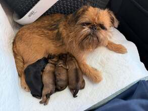 3 Griffon Bruxellois til salg på købhund.dk