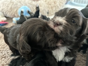 5 Bichon Havanais til salg på købhund.dk