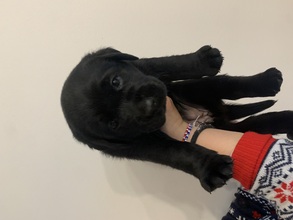 5 Labrador Retriever til salg på købhund.dk