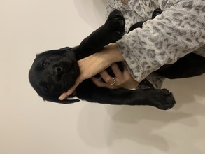 5 Labrador Retriever til salg på købhund.dk