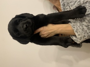 5 Labrador Retriever til salg på købhund.dk