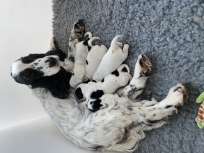 5 Engelsk Cocker Spaniel til salg på købhund.dk
