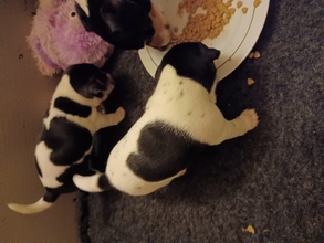 3 Dansk/Svensk Gårdhund til salg på købhund.dk