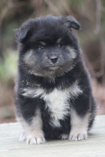 6 Finsk Lapphund til salg på købhund.dk