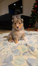 4 Shetland Sheepdog til salg på købhund.dk