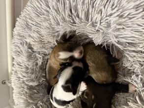 6 Bichon Havanais til salg på købhund.dk