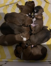 7 Staffordshire Bull Terrier til salg på købhund.dk