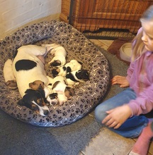 7 Dansk/Svensk Gårdhund til salg på købhund.dk