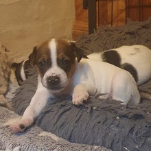 7 Dansk/Svensk Gårdhund til salg på købhund.dk