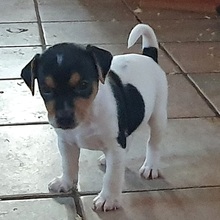 7 Dansk/Svensk Gårdhund til salg på købhund.dk