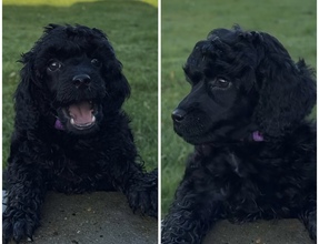 5 Pudel, mellem til salg på købhund.dk