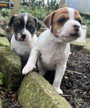 5 Dansk/Svensk Gårdhund til salg på købhund.dk