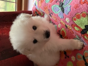 7 Mittelspitz til salg på købhund.dk