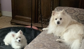 7 Mittelspitz til salg på købhund.dk