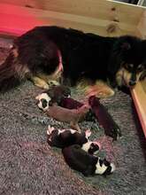 6 Finsk Lapphund til salg på købhund.dk