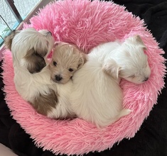 7 Bichon Havanais til salg på købhund.dk