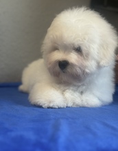4 Coton de Tulear til salg på købhund.dk