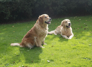 9 Golden Retriever til salg på købhund.dk