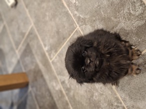 5 Tibetansk Spaniel til salg på købhund.dk