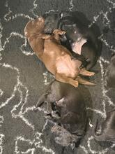 6 Australsk Kelpie til salg på købhund.dk