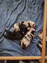 3 Australian Shepherd til salg på købhund.dk