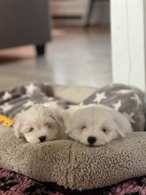 3 Coton de Tulear til salg på købhund.dk