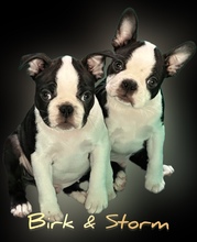 5 Boston Terrier til salg på købhund.dk