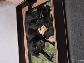 4 Labrador Retriever til salg på købhund.dk