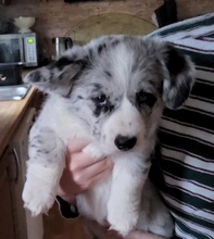 1 Welsh Corgi Cardigan til salg på købhund.dk