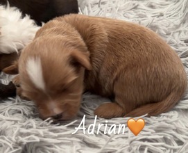 6 Bichon Havanais til salg på købhund.dk