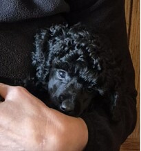 2 Pudel, mellem til salg på købhund.dk