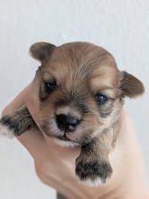 7 Bichon Havanais til salg på købhund.dk