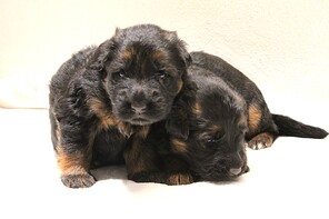 5 Schæferhund, stockhåret til salg på købhund.dk