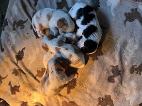 5 Cavalier King Charles Spaniel til salg på købhund.dk