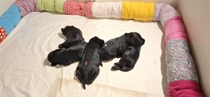 5 Dværgschnauzer, sort til salg på købhund.dk