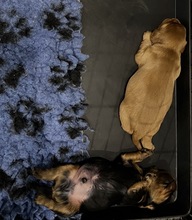 4 Cavalier King Charles Spaniel til salg på købhund.dk