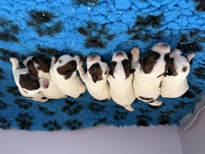 7 Jack Russell Terrier til salg på købhund.dk