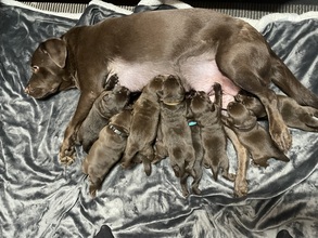10 Labrador Retriever til salg på købhund.dk