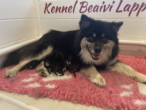 5 Finsk Lapphund til salg på købhund.dk