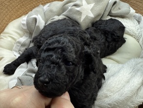 3 Pudel, toy til salg på købhund.dk