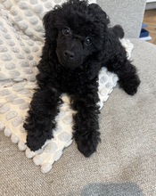 3 Pudel, toy til salg på købhund.dk