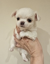 2 Chihuahua, langhåret til salg på købhund.dk