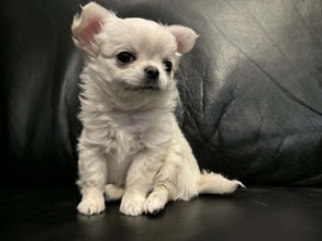 2 Chihuahua, langhåret til salg på købhund.dk