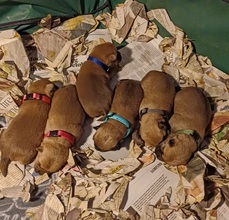 6 Cairn Terrier til salg på købhund.dk