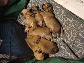 6 Cairn Terrier til salg på købhund.dk