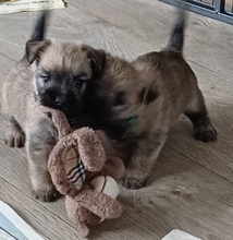 6 Cairn Terrier til salg på købhund.dk
