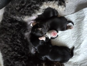 4 Bichon Havanais til salg på købhund.dk